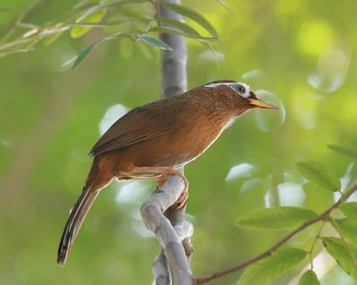 Món nợ truyền kiếp