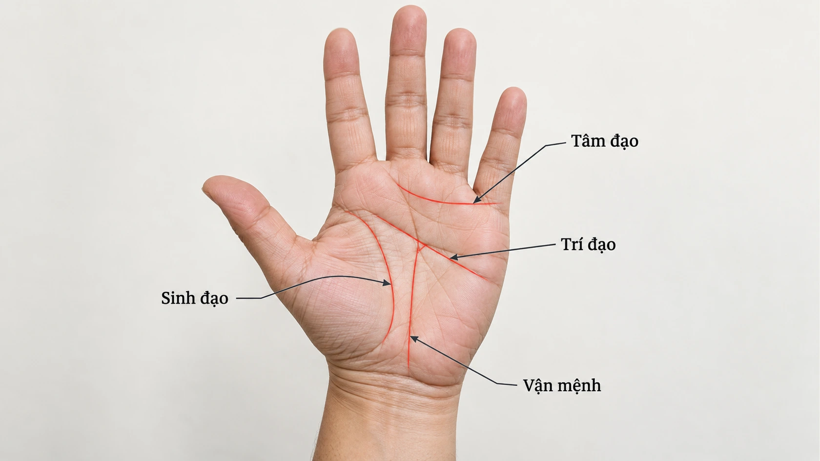Bàn tay chữ M có ý nghĩa gì? Hé lộ những điều thú vị theo nhân tướng học