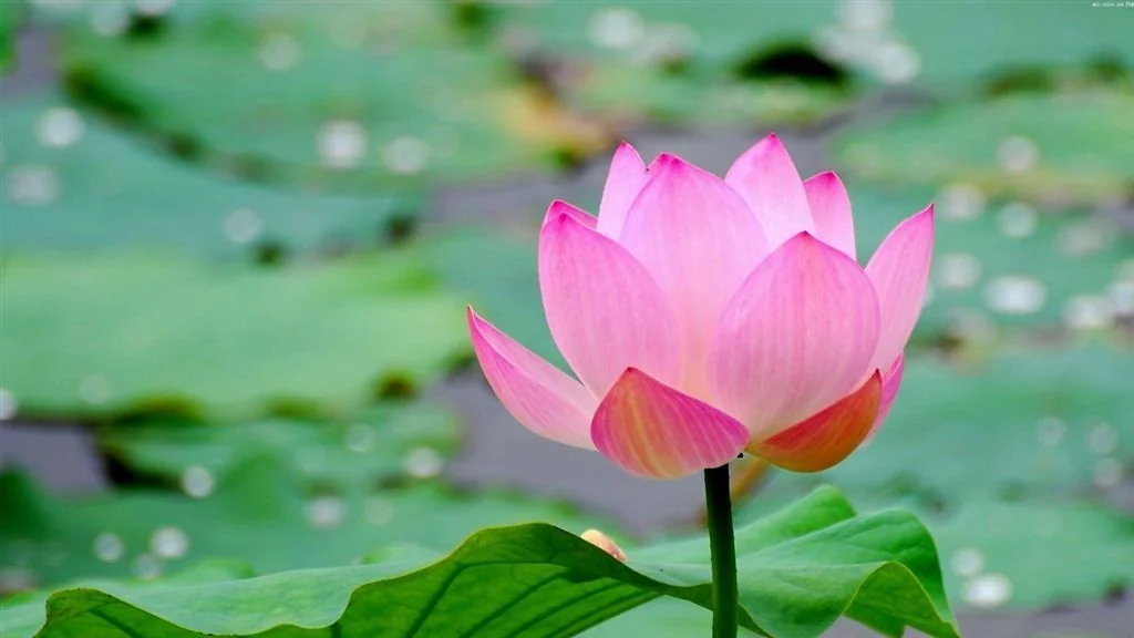 Hoa vẫn tươi cành