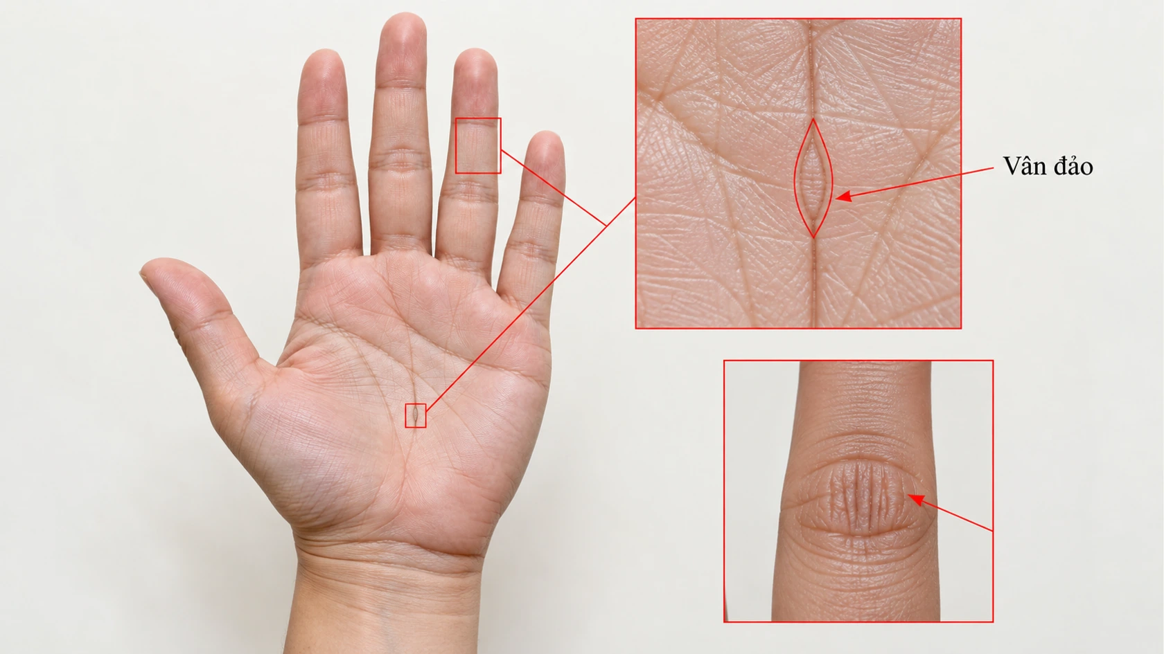 Nhận diện một số đặc điểm “tướng tay dễ hao tài, vất vả đường tiền bạc”